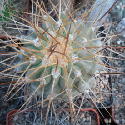 Copiapoa gigantea - v. haseltoniana WM 097 - Paposo - Piltz -