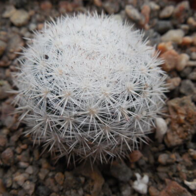 Mammillaria candida SB 466 - MG -