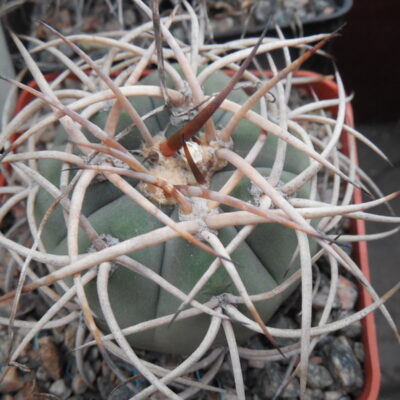 Gymnocalycium cardenasianum - відбір -
