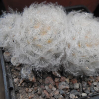Mammillaria plumosa