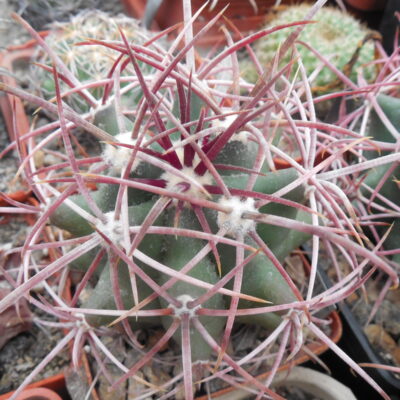 Ferocactus acanthodes - Kohres -