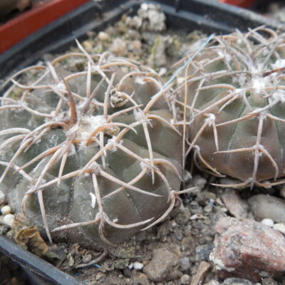 Gymnocalycium riojense (stellatum - v.paucispinus LF 077