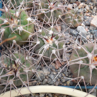 Gymnocalycium nidulans STO 124 - Ugpinango, la Rioja - MG -
