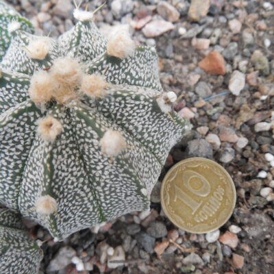 Astrophytum co х as - селекція -