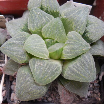 Haworthia pygmaea - v. cristalina - Plapp -