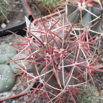 Ferocactus viscainensis