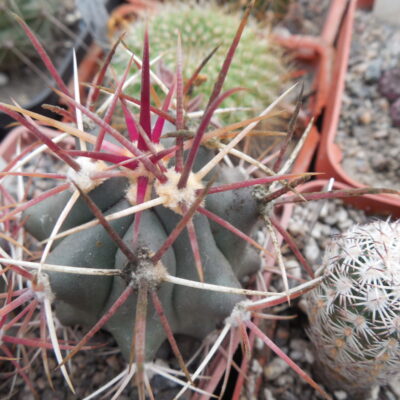 Ferocactus viscainensis