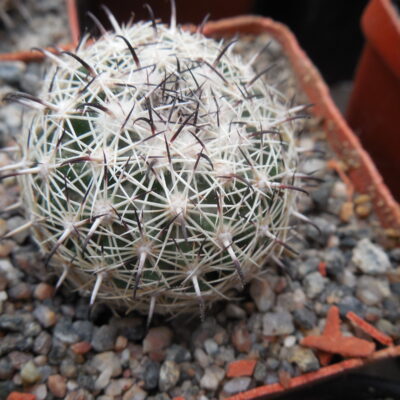 Coryphantha palmeri - MG -
