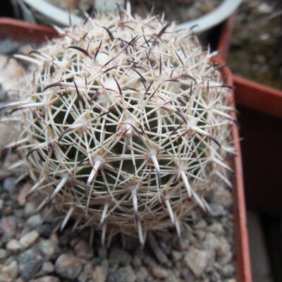 Coryphantha palmeri - MG -