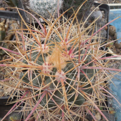 Ferocactus acanthodes - Pima Co. Piltz