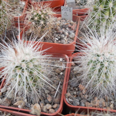Echinocereus stramineus SB 499 Pedricena, Dur. - white-black-red sp. - MG -