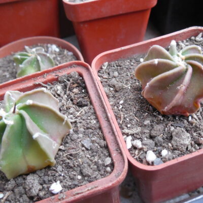 Astrophytum crassispinum - El Socoro - Kohres -