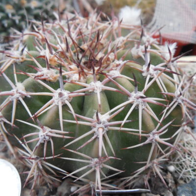 Pseudolobivia obrepanda - v. purpurea R 256 - MG -