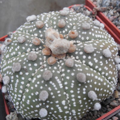 Astrophytum  cv. Super  Cabuto - ooibo - not grafted -