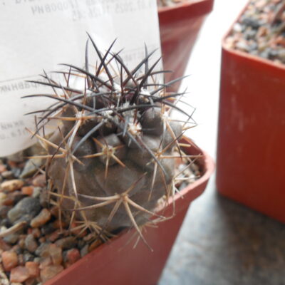 Copiapoa griseoviolacea s off. Freirina  - not grafted -