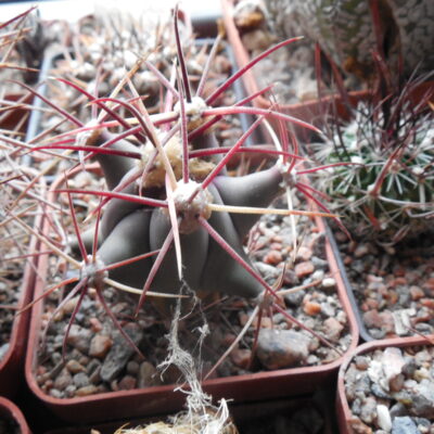 Ferocactus  sp.  Arizona,  aff.emory