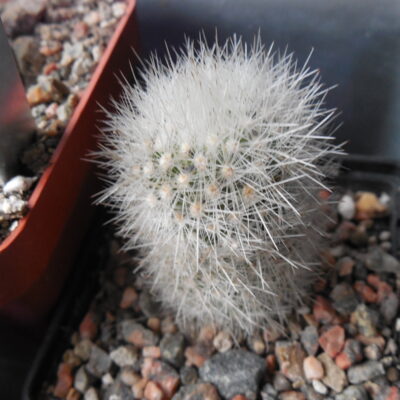 Escobaria  laredoi SB 289 - MG -