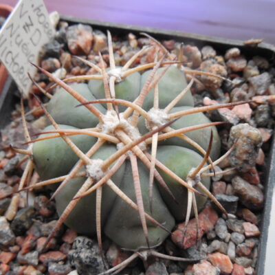 Echinocactus horrizontalonius VZD 531 - Nueva Victoria, Coah.