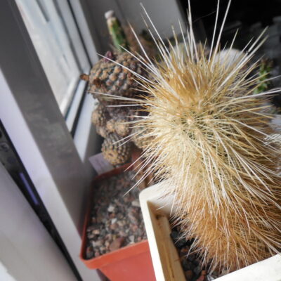 Echinocereus russanthus - v.weedinii - MG -