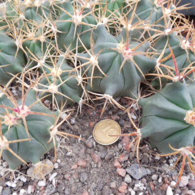 Ferocactus recurvus HR 196 - Cuicatlan, Oax.
