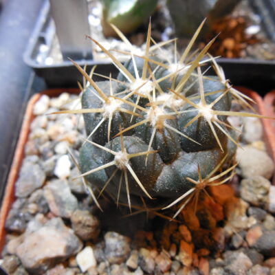 Coryphantha sulcolanata MZ 310 - P.Kupcak