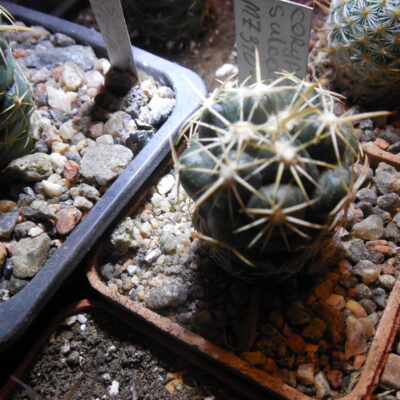 Coryphantha sulcolanata MZ 310 - P.Kupcak