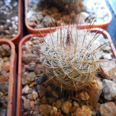 Mammillaria spec. P 476  - El Ojite, Oax.
