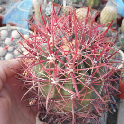 Ferocactus grasilis SB 1280 - Rosario, BCN - MG -