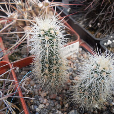 Echinocereus subterraneus - Piltz -