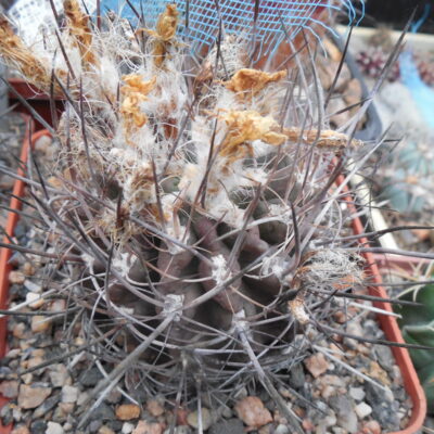 Neoporteria curvispina - v. transistensis WK 926 - Piltz -