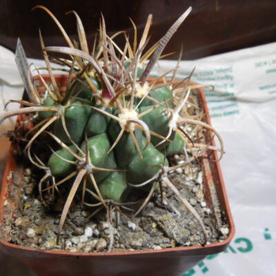 Ferobergia (ferocactus x leuchtenbergia) - not grafted -