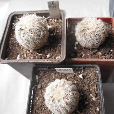 Echinocereus reichenbachii SB 941 - Kerr Co. Tx. - 2 cm. tall  - MG - (to - 23*C)