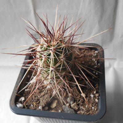 Echinocereus engelmanii - v.chrysocentrus - Indian Springs, NV. super spines - MG -