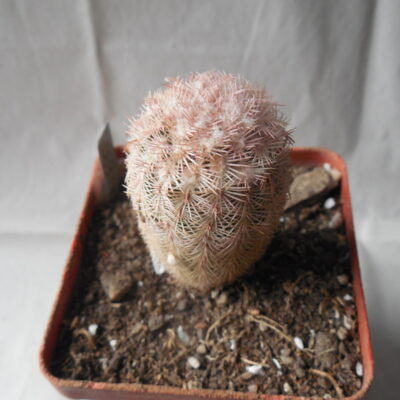 Echinocereus pectinatus - Ascension, NL.- bright pink spines - MG -