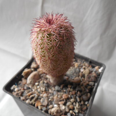 Echinocereus bristolii - v.pseudopectinatus L 607 - Montesuma,Son. - MG -