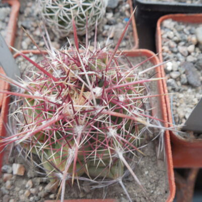 Thelocactus bicolor VZD 130 - P.Kupcak