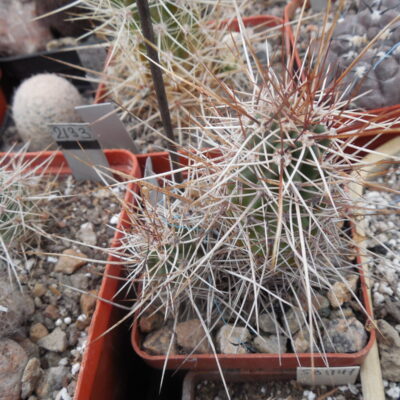 Echinocereus engelmanii - v. variegatus SB 844 - Navajo Co. Az. - super long spines (to - 23*C)  - MG -