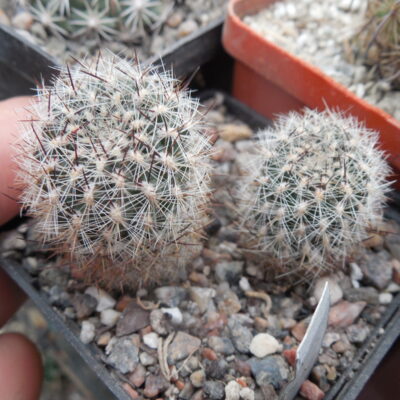 Sulcorebutia tiraquensis - v. bicolorispina