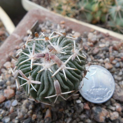Echinofossulocactus  anfractuosus  - LB