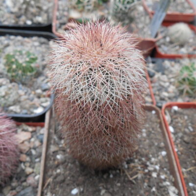 Echinocereus dasyacanthus JM 180 - Van Horn, Tx. - MG -