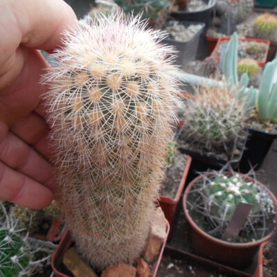 Echinocereus dasyacanthus