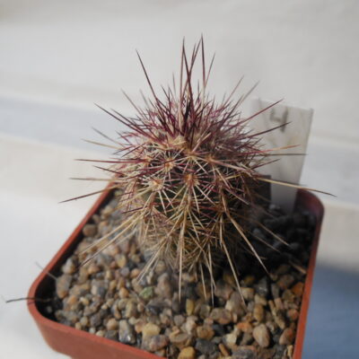Echinocereus chloranthus SB 506 - Dona Ana Co.NM. - MG - (to - 23*C)