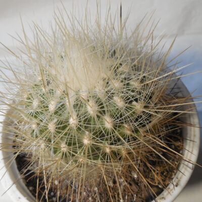 Echinomastus macdowelii