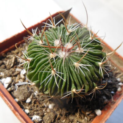 Echinofossulocactus  multicostatus SB 1147 - Los Imagines, Coah. - 150 ribs