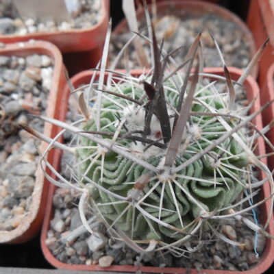 Echinofossulocactus  gladiatus - v. carneus