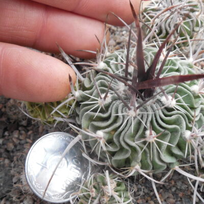 Echinofossulocactus  gladiatus - v. carneus