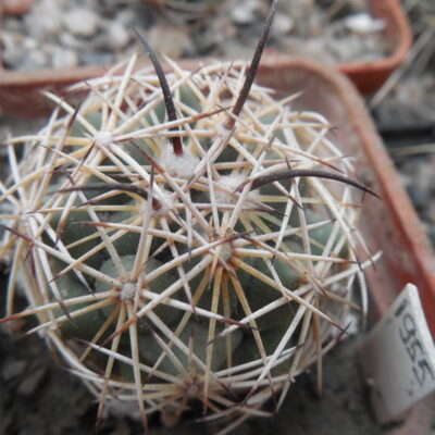 Coryphantha sp. CSD 304 - Pena Blanca, Que-ro,  - MG -