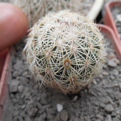 Coryphantha palmeri GL 66 - ne Aramberri, NL. MG