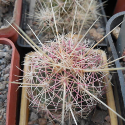 Thelocactus bicolor - v.tricolor x bolansis  - суперквітки