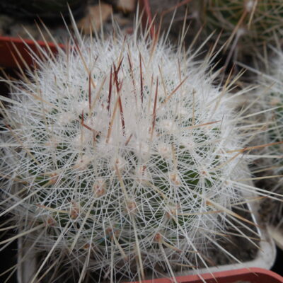 Echinomastus macdowelii - f. Sniceri MH 434 - Kupcak -